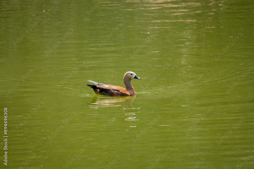 duck, bird, water, nature, lake, animal, wildlife, mallard, wild, waterfowl, swimming, pond, feather, beak, goose, birds, cute, duckling, young, fowl, river, brown, white, swim, wing duck, bird, water, nature, lake, animal, wildlife, mallard, wild, waterfowl, swimming, pond, feather, beak, goose, birds, cute, duckling, young, fowl, river, brown, white, swim, wing