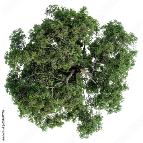 PNG  Lush green tree top view