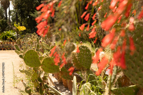 A row of prickly pear cacti...