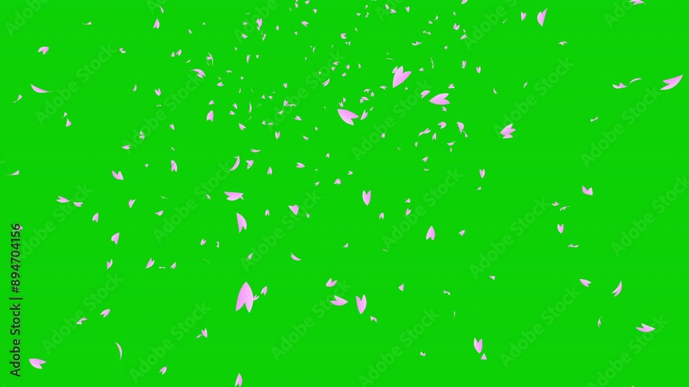 Pink cherry petals falling from green background. Abstract background with a scene of Spring time in Japan. for chroma key.