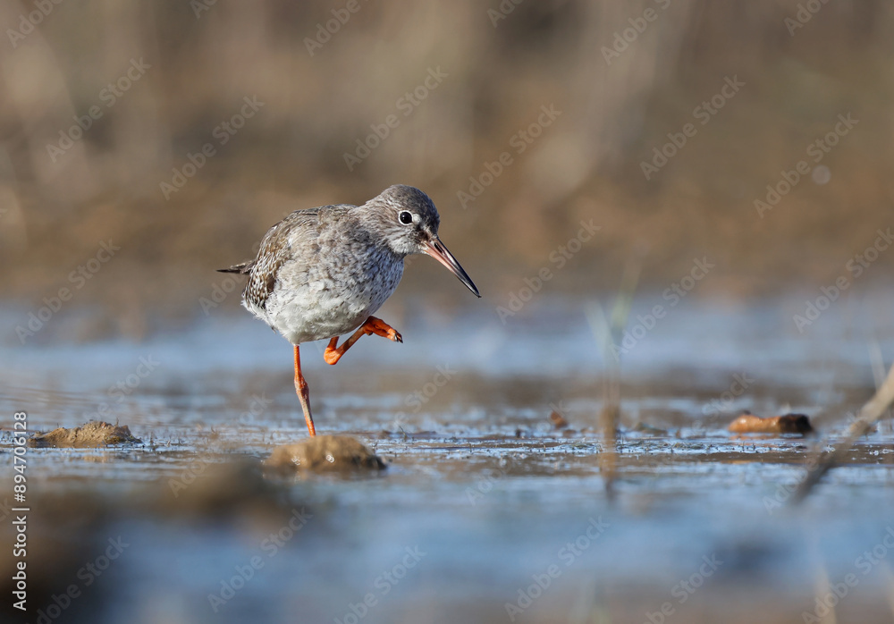Beautiful picture of a redshank (Tringa totanus) in its aquatic environment. Common redshank standing on one leg looking for food in the riverside. Shorebird and environment. Laguna de la Nava Beautiful picture of a redshank (Tringa totanus) in its aquatic environment. Common redshank standing on one leg looking for food in the riverside. Shorebird and environment. Laguna de la Nava