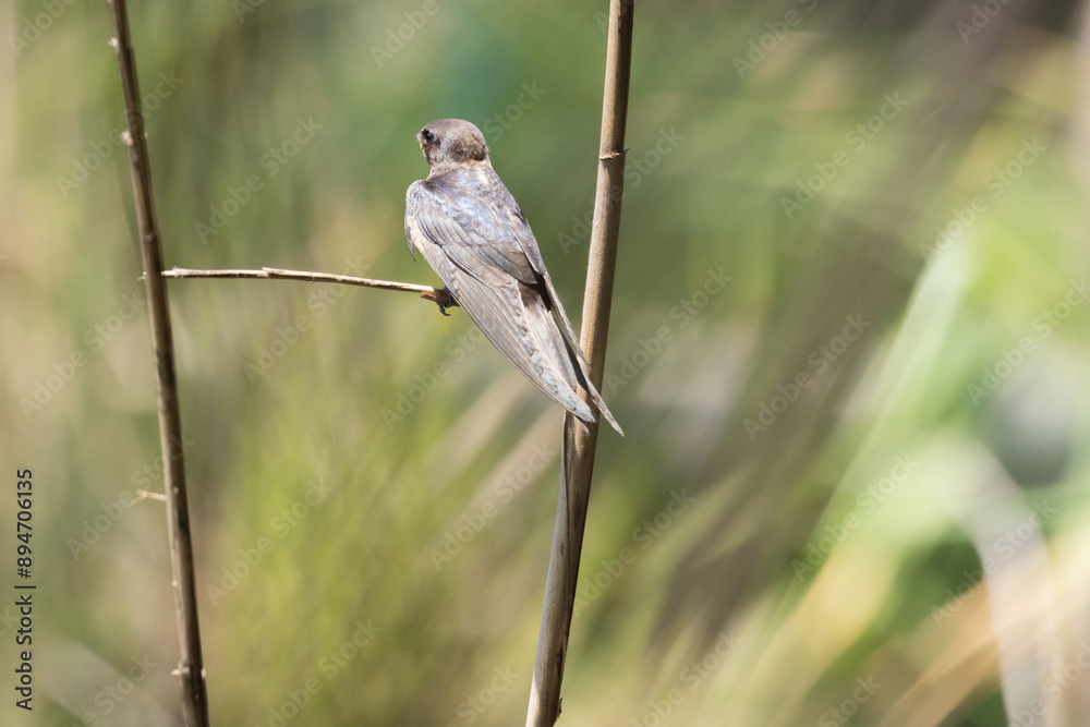 swallow, bird, nature, wildlife, animal, branch, wild, beak, flycatcher, sparrow, avian, tree, robin, songbird, feather, titmouse, wing, feathers, small, birds, green, white, tufted, wings, spring swallow, bird, nature, wildlife, animal, branch, wild, beak, flycatcher, sparrow, avian, tree, robin, songbird, feather, titmouse, wing, feathers, small, birds, green, white, tufted, wings, spring
