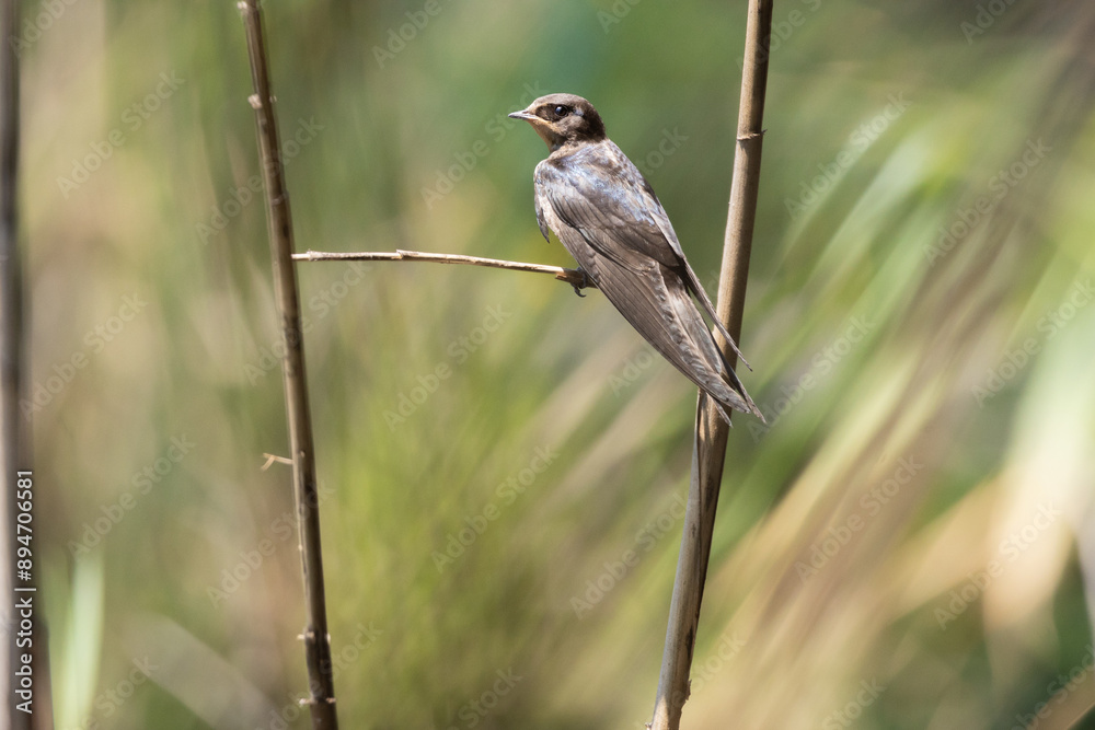 swallow, bird, nature, wildlife, animal, branch, wild, beak, flycatcher, sparrow, avian, tree, robin, songbird, feather, titmouse, wing, feathers, small, birds, green, white, tufted, wings, spring swallow, bird, nature, wildlife, animal, branch, wild, beak, flycatcher, sparrow, avian, tree, robin, songbird, feather, titmouse, wing, feathers, small, birds, green, white, tufted, wings, spring