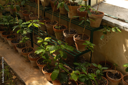 A collection of potted plan...