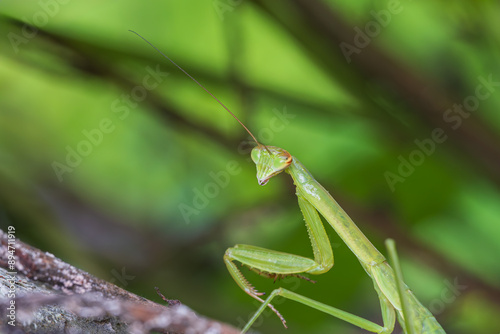 オオカマキリの幼虫