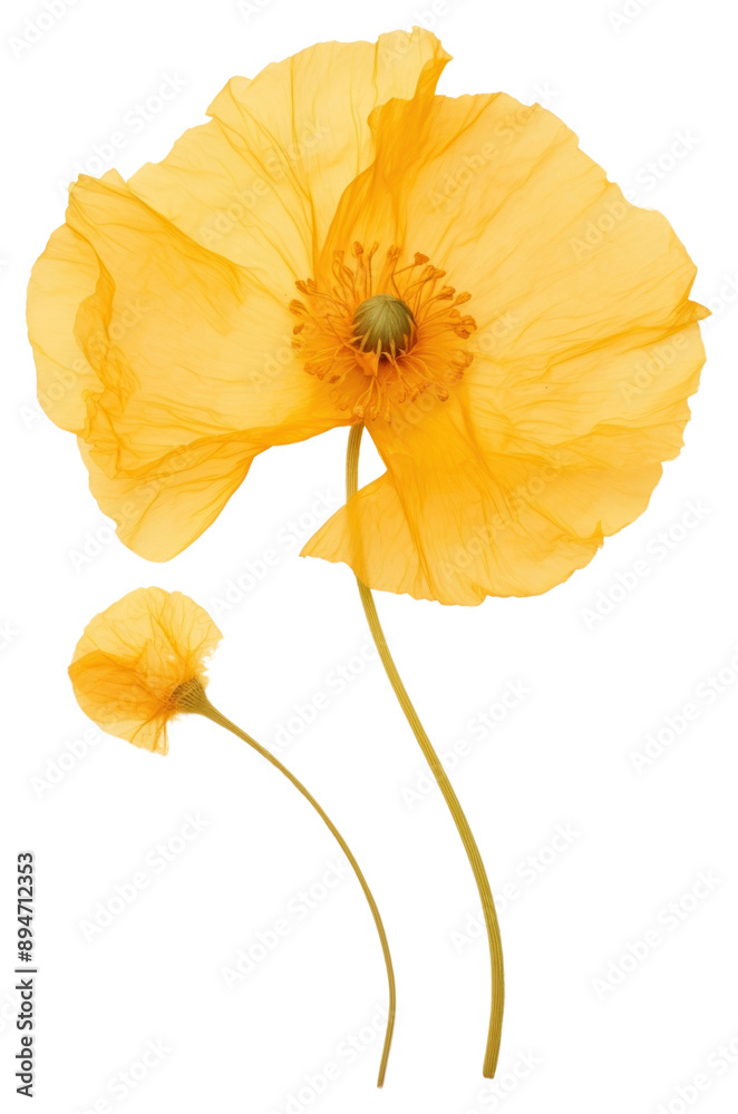 PNG Delicate yellow poppy flowers PNG Delicate yellow poppy flowers