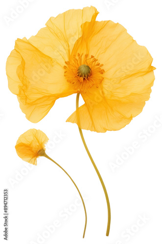 PNG  Delicate yellow poppy flowers photo