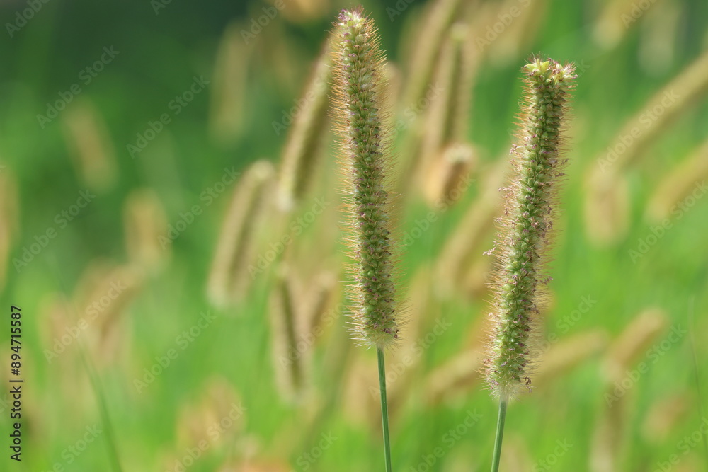 Setaria pumila is a species of grass. Setaria pumila is a species of grass.