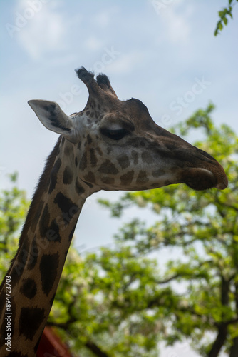 Giraffe's head. Giraffe chews something, while closing his eyes