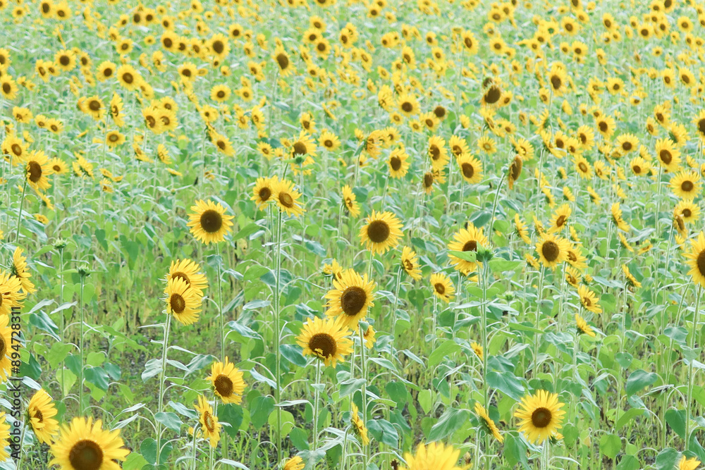 Sunflower flower on agriculture field with green field Sunflower flower on agriculture field with green field