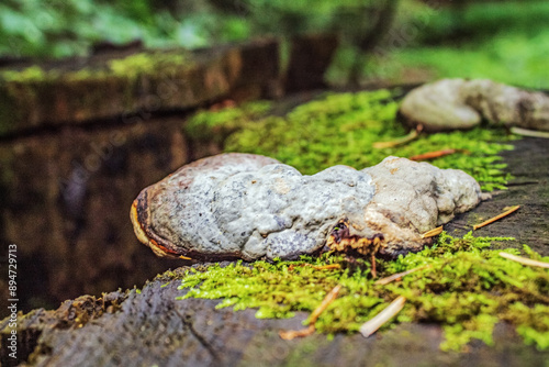 Macro - Forest - Europe, Romania, Suceava region