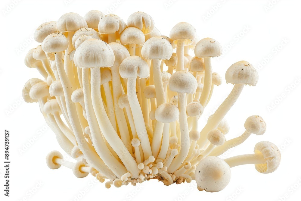 Cluster of white enoki mushrooms isolated on a white background, showcasing their long stems and small caps. Cluster of white enoki mushrooms isolated on a white background, showcasing their long stems and small caps.