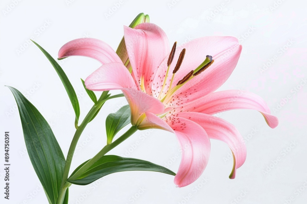 Fototapeta premium Lily Flower. Pink Blossom with Lush Green Leaves and Bud in Closeup on White Background