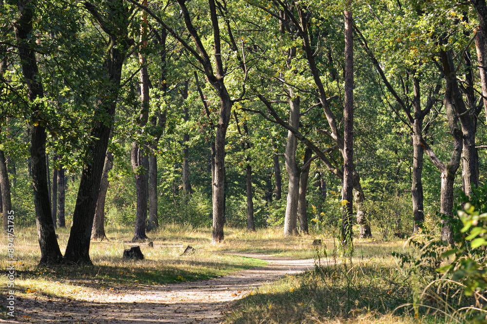 Fototapeta premium A photo of a green sunny forest