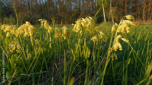 Yellow Petals Of Primrose Flower In Wild. Cowslip Or Primrose, In A Meadow. Primula Veris Or Cowslip And Common Cowslip In Bloom. photo