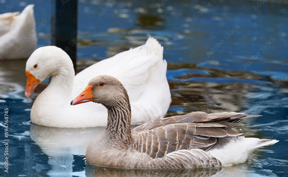 Obraz premium goose on the water