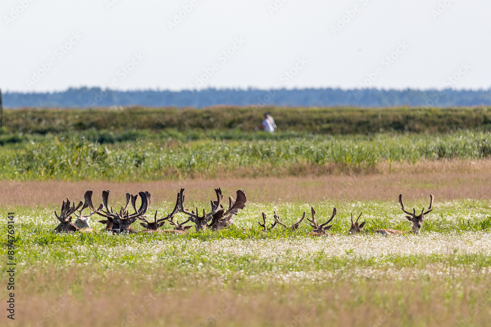 Damhirsche auf einer Wiese bei Zingst an der Ostsee. Damhirsche auf einer Wiese bei Zingst an der Ostsee.