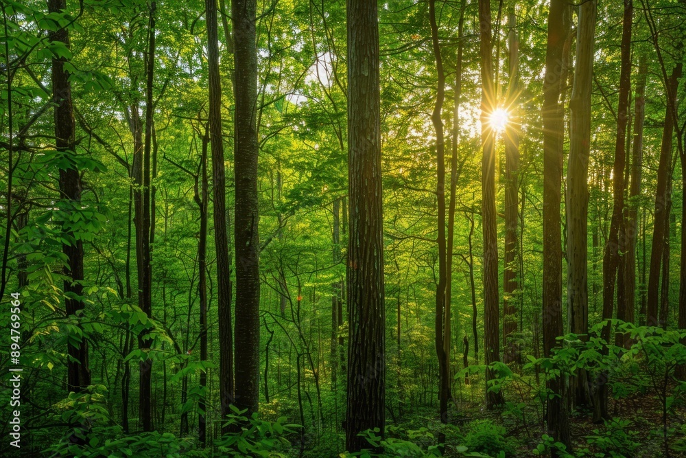 Fototapeta premium Sunlight Filtering Through Dense Forest