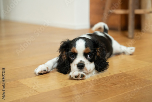 Obraz na płótnie Puppy Cavalier King Charles Spaniel Dog