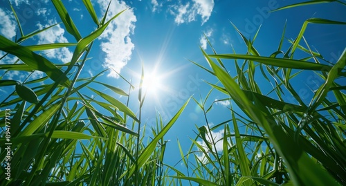 Sunlight Filtering Through Green Grass Blades