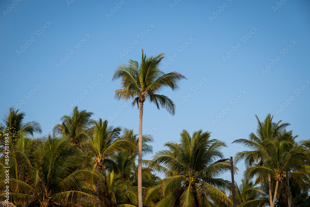 Palm trees, , El Tunco, El Salvador, Central America Palm trees, , El Tunco, El Salvador, Central America