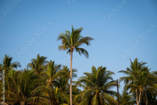 Wallpaper Mural Palm trees, , El Tunco, El Salvador, Central America Torontodigital.ca