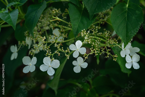 Beautiful white flowers of petioled hydrangea. photo