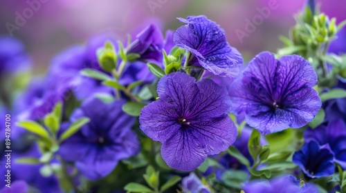 Purple Petunias in Bloom