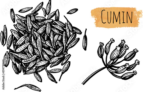 Cumin seeds ink sketch.