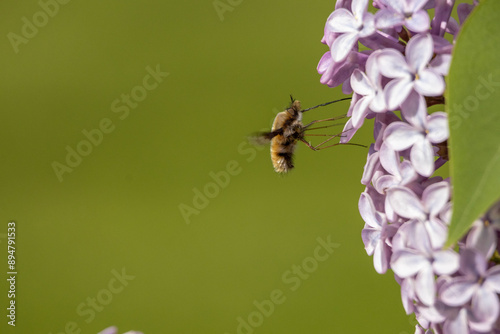 Macro bugs