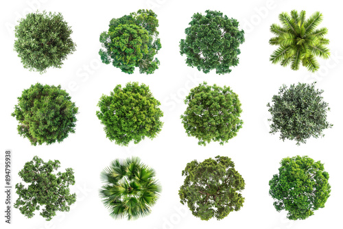 PNG tree top view, transparent background