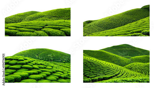 Lush tea plantations isolated on a transparent or white background, ideal for showcasing the beauty of tea farming in designs, advertising, and educational materials.
