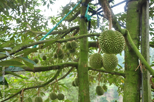 Durian Ochee Black Thorn in Malaysia photo