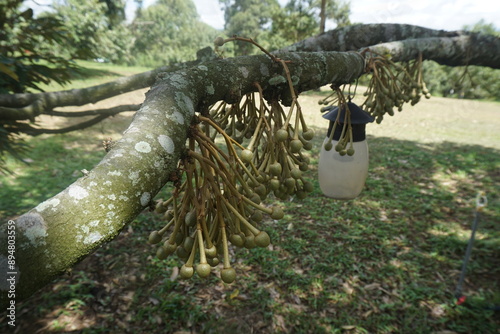 Durian bud initiation