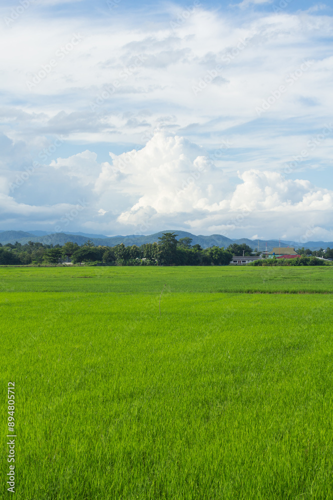 green rice field with sky in Thailand green rice field with sky in Thailand