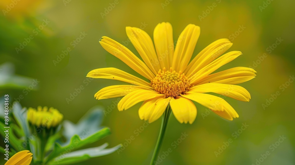 Detailed image of a bright yellow daisy with high-quality focus on its petals and central disc Detailed image of a bright yellow daisy with high-quality focus on its petals and central disc