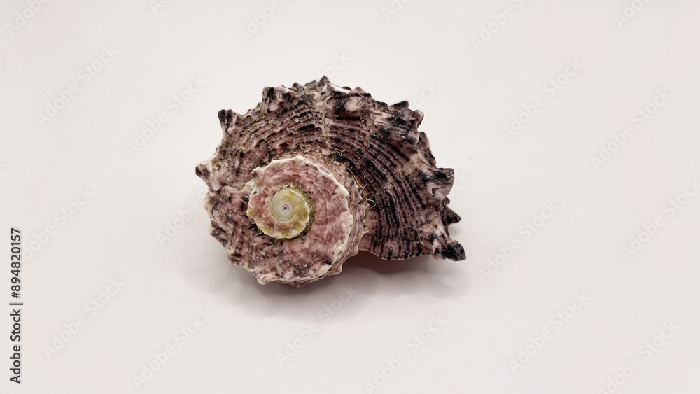 Beautiful large seashells in close-up on a white background Beautiful large seashells in close-up on a white background