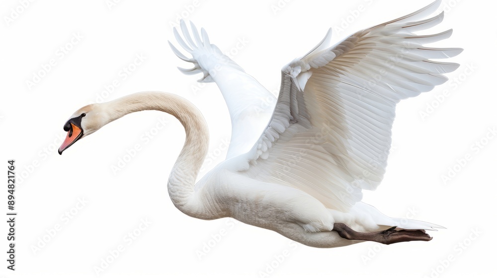 swan photo on trasnparent background --ar 16:9 Job ID: ff8ee3d0-9857-4ec3-890d-690a2cbd7f99 swan photo on trasnparent background --ar 16:9 Job ID: ff8ee3d0-9857-4ec3-890d-690a2cbd7f99