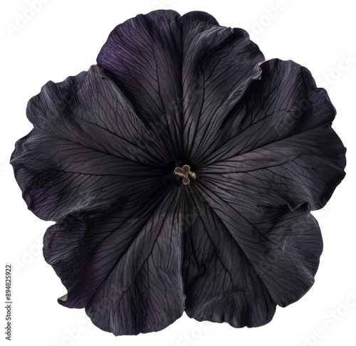 PNG Elegant black flower bloom #894825922