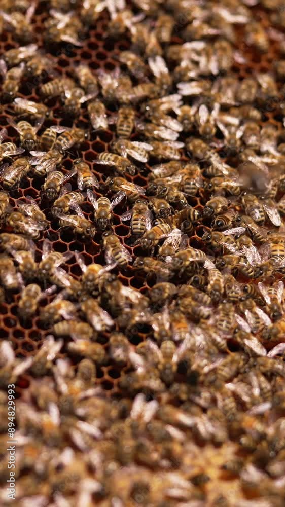 Dark honeycomb wax on a frame with bee colony crawling around. Half-sealed frame in apiarist's hands ready for harvesting. Close up. Vertical video Dark honeycomb wax on a frame with bee colony crawling around. Half-sealed frame in apiarist's hands ready for harvesting. Close up. Vertical video