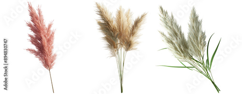 Pampas Grass Stalks Isolated on Transparent Background