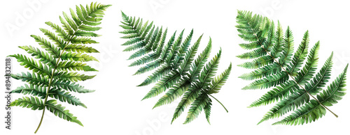 Green Fern Leaves Isolated on Transparent Background photo