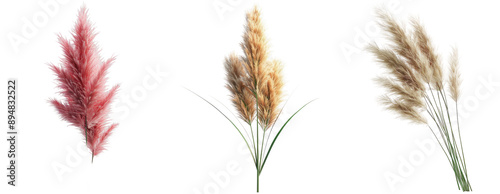 Pampas Grass Plumes Isolated on Transparent Background photo