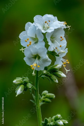 Blooming white Jacob's ladder flowers blossoming