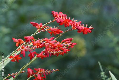 Crocosmia × crocosmiiflora, flower. Iridaceae family. Hanover Berggarten, Germany.