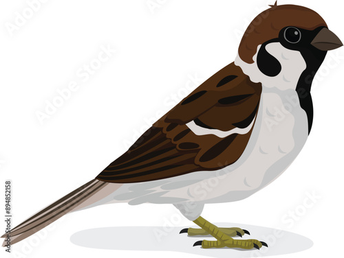 Cartoon : House little Bird Tree Sparrow -Passer montanus isolated on white background.