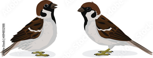 Cartoon Couple House little Bird Tree Sparrow - Passer montanus isolated on white background. photo