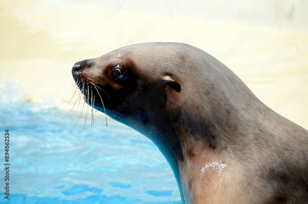 Naklejka premium トド