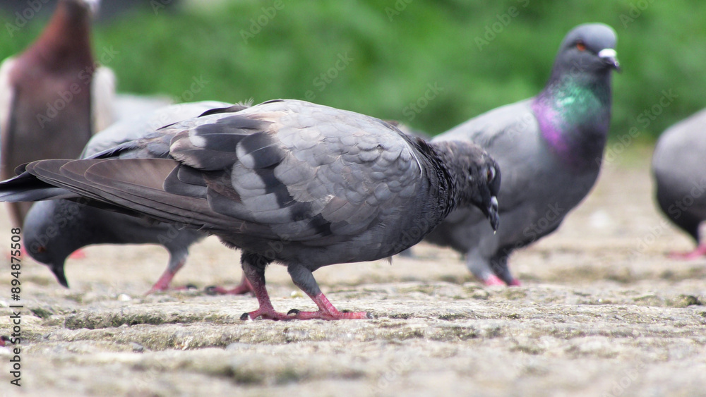 Obraz premium Flock of pigeons foraging on the ground