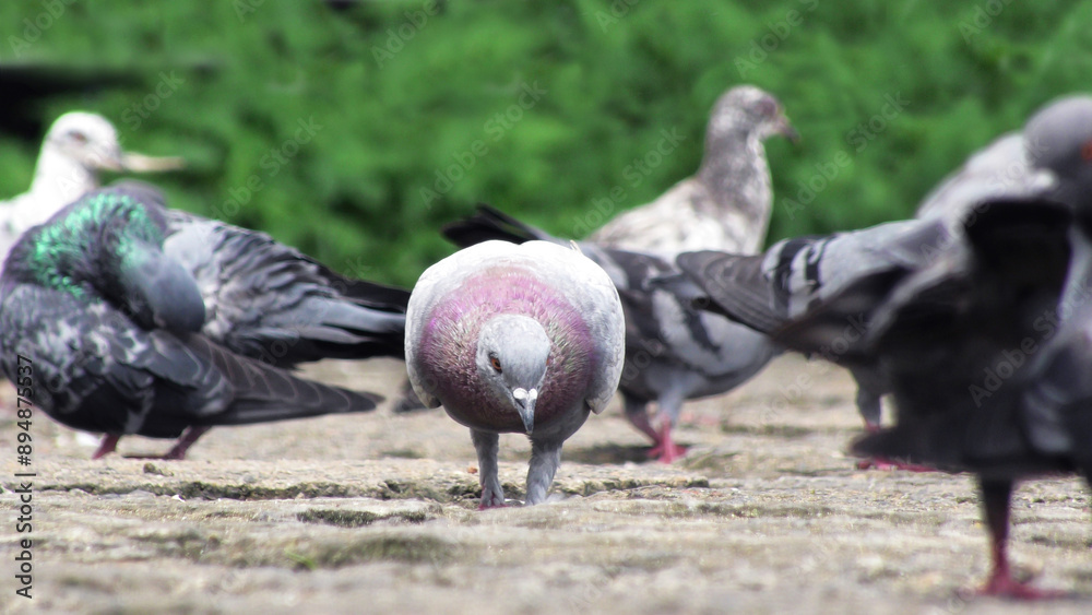 Fototapeta premium Flock of pigeons foraging on the ground